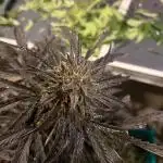 Outdoor Germany Northern Lights, etc.