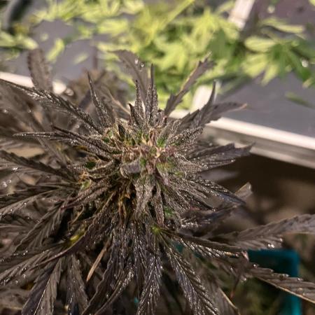 Outdoor Germany Northern Lights, etc.