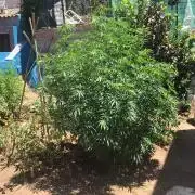 2nd outdoor grow