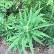 The Beast has risen #2