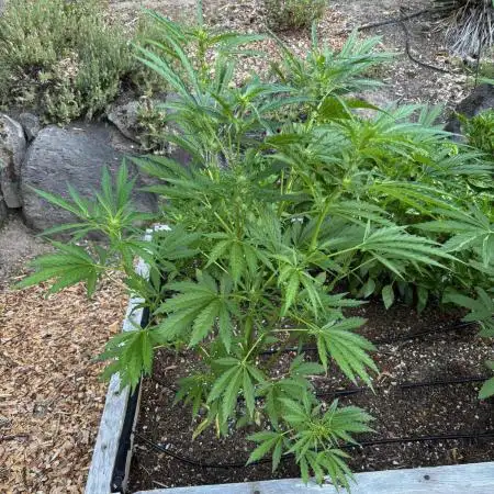 Organic Raised Bed Grow