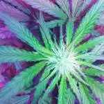 Yum! Honey Cream Fast Flowering