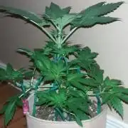 Fat Banana Grow