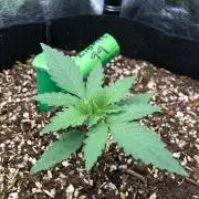 Northern Lights #5 Haze Cinderella 99