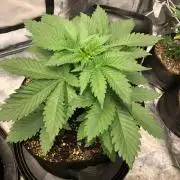 Lemonchello Haze Seedsman Indoor Summer