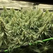 Critical Purple Kush Seedsman Indoor
