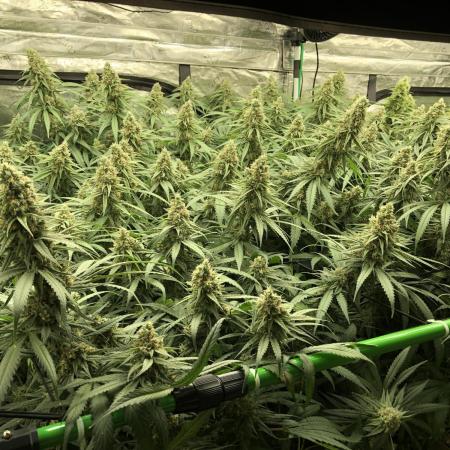 Critical Purple Kush Seedsman Indoor
