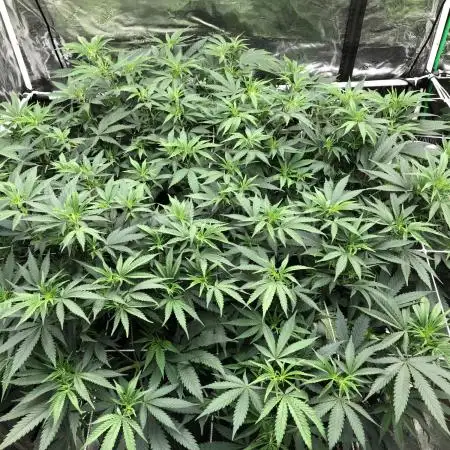 Pyramid Tutankhamun Indoor 4x4 Summer