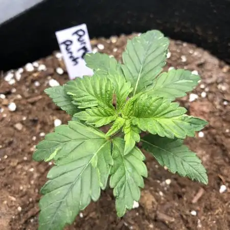 Purple Punch 00 Indoor Scrog Fall