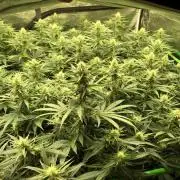 White Domina Kannabia Indoor Spring 26