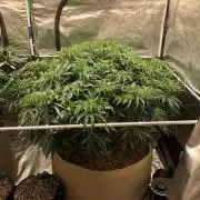 White Domina Kannabia Indoor Spring 26