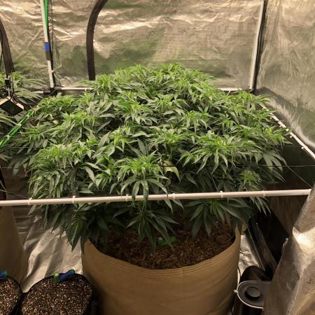 White Domina Kannabia Indoor Spring 26