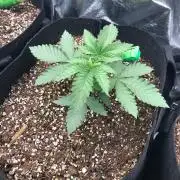 Big Berry Boom Boom Sensi Indoor Fall