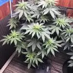 Euphoria Divine Seeds Indoor Fall