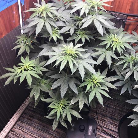 Euphoria Divine Seeds Indoor Fall