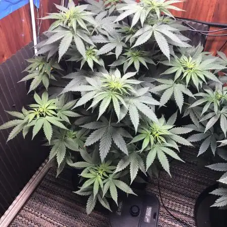 Euphoria Divine Seeds Indoor Fall