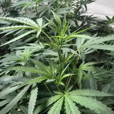 00 Gorilla Fast Indoor Summer