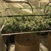 Lemonchello Haze Seedsman Indoor Summer