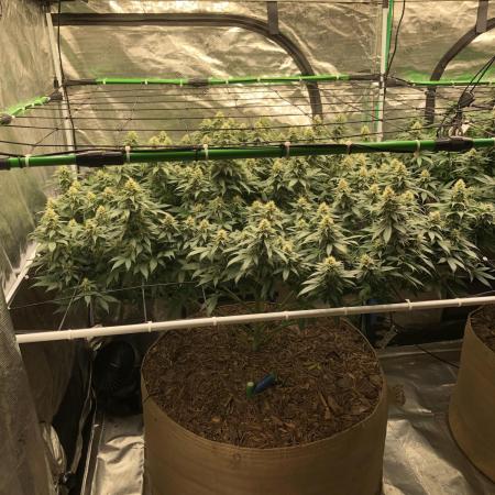 Lemonchello Haze Seedsman Indoor Summer
