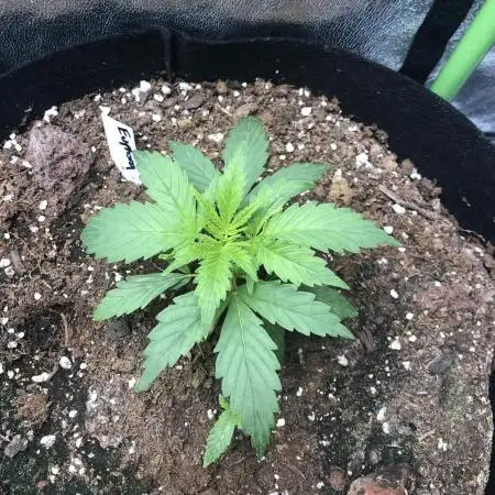 Euphoria Divine Seeds Indoor Fall