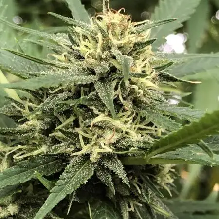 Seedsman OG Kush First Outdoor