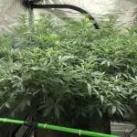 Gorilla Melon Fast Buds Indoor Fall