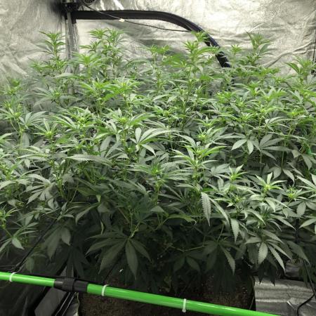 Gorilla Melon Fast Buds Indoor Fall