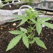 OG Kush Auto Outdoor Spring 26"