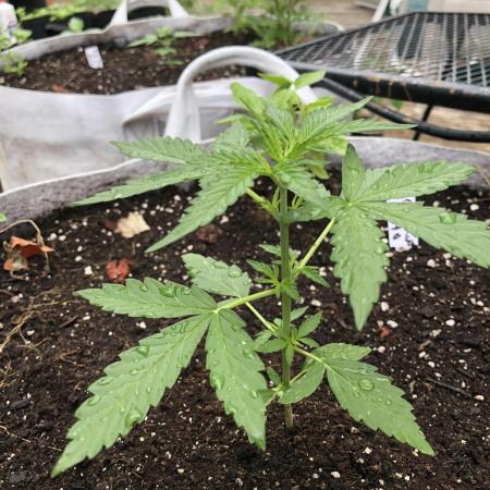 OG Kush Auto Outdoor Spring 26"
