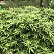 Karibbean Mango Indoor Spring 26