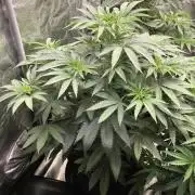 Vlad The Inhaler Sensi Indoor Fall