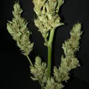 OG Kush Auto Outdoor Spring 26"