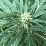 Seedsman OG Kush First Outdoor