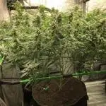 Gorilla Melon Fast Buds Indoor Fall