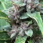 WSE Bubblegum First Outdoor