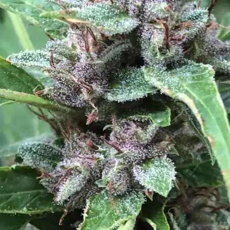 WSE Bubblegum First Outdoor