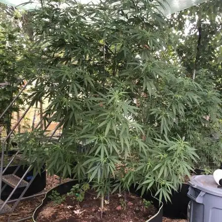 Seedsman OG Kush First Outdoor