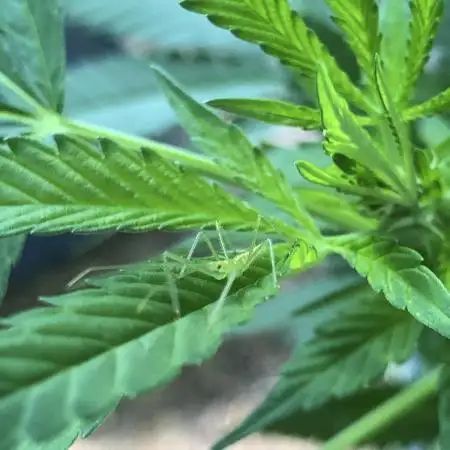 Seedsman Peyote Gorilla First Outdoor
