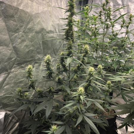 Mikromachine Auto Indoor Late Summer