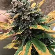 LSD-25 Auto Fast Buds Indoor Spring 26