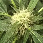 Fast Buds Rainbow Melon First Outdoor