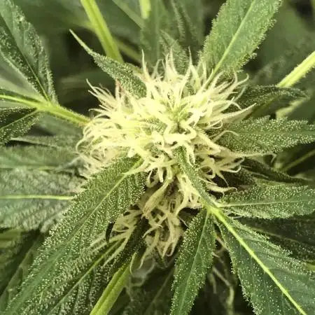 Fast Buds Rainbow Melon First Outdoor