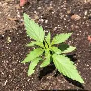 OG Kush Auto Outdoor Spring 26"