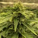 Sweet Seeds Green Poison Indoor 4x4