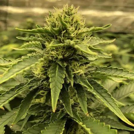 Sweet Seeds Green Poison Indoor 4x4
