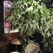 OG Kush Auto Outdoor Spring 26"