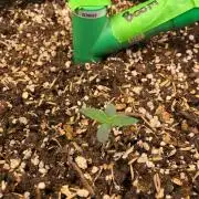 Big Berry Boom Boom Sensi Indoor Fall