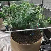 Silver Widow Kannabaia Indoor Summer