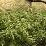 WSE Purple Haze Indoor 4x4 Summer