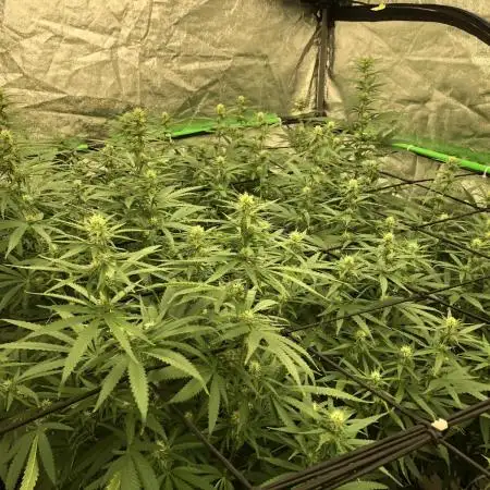 WSE Purple Haze Indoor 4x4 Summer